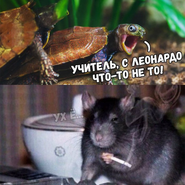 Забавные картинки