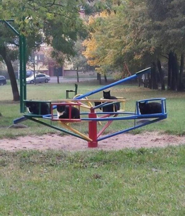 Забавные картинки