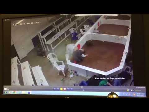 Мексиканские банды против петушиных боёв