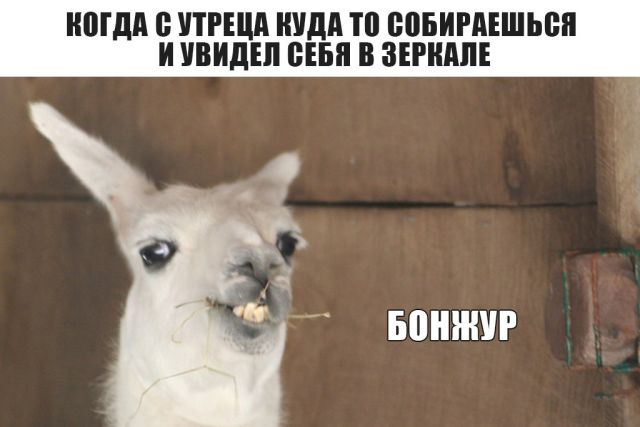 Прикольные картинки