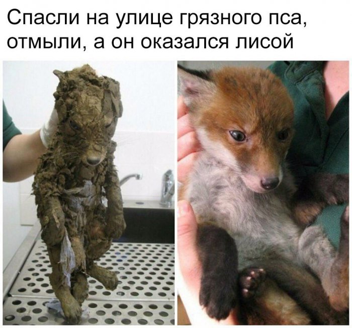 Забавные картинки