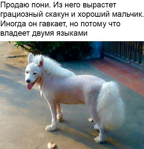 Забавные картинки