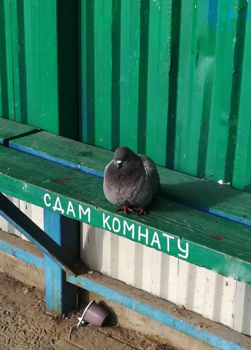 Забавные картинки