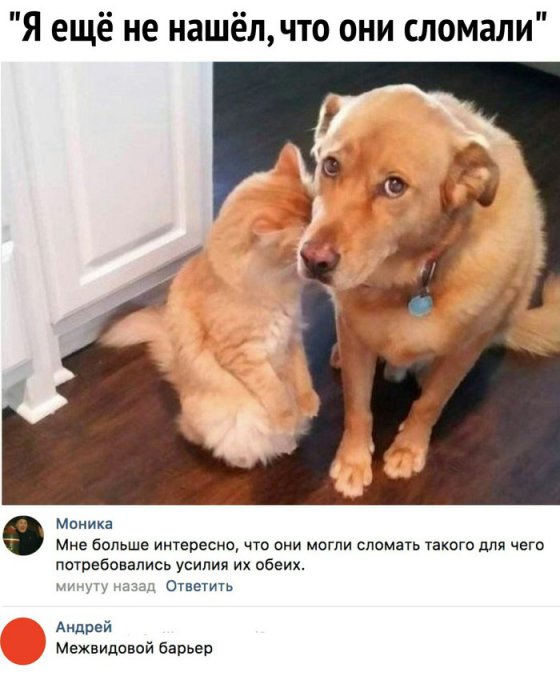 Забавные картинки