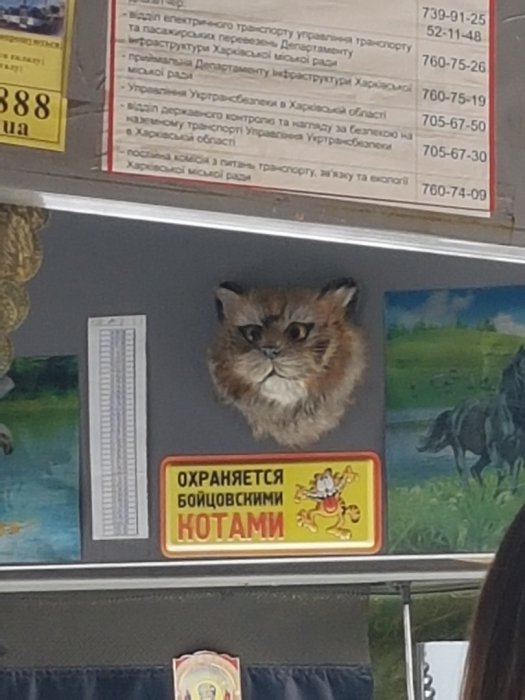 Забавные картинки
