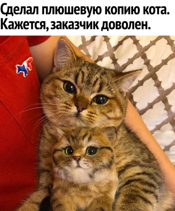 Забавные картинки