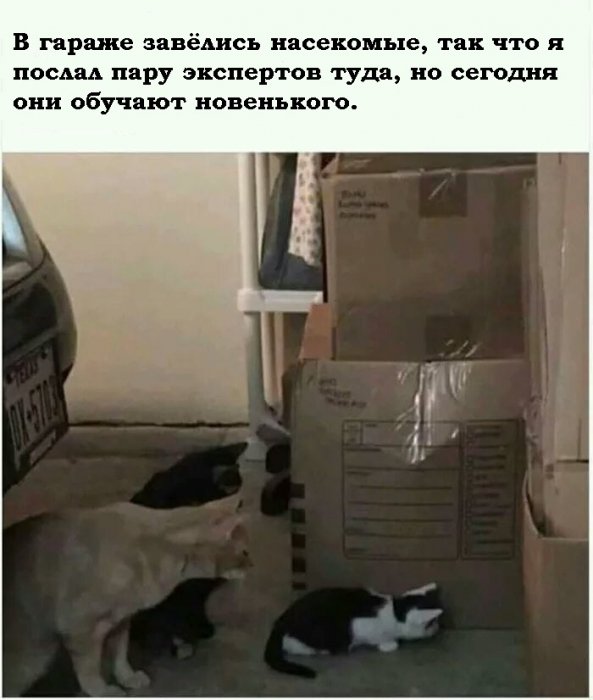 Забавные картинки