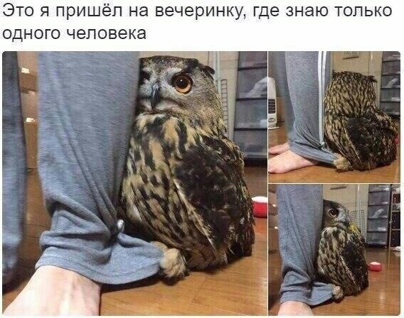 Забавные картинки