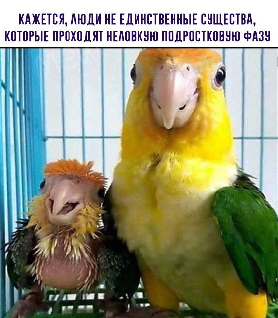 Забавные картинки