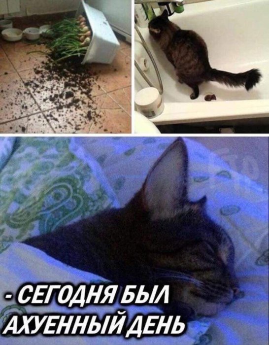 Забавные картинки