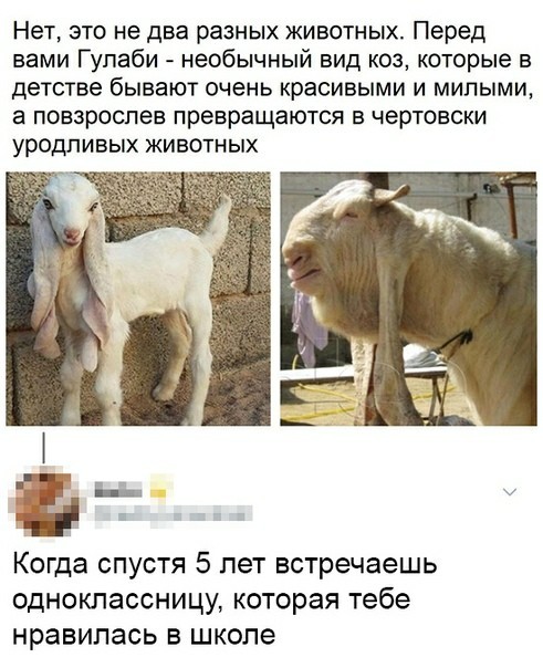 Забавные картинки