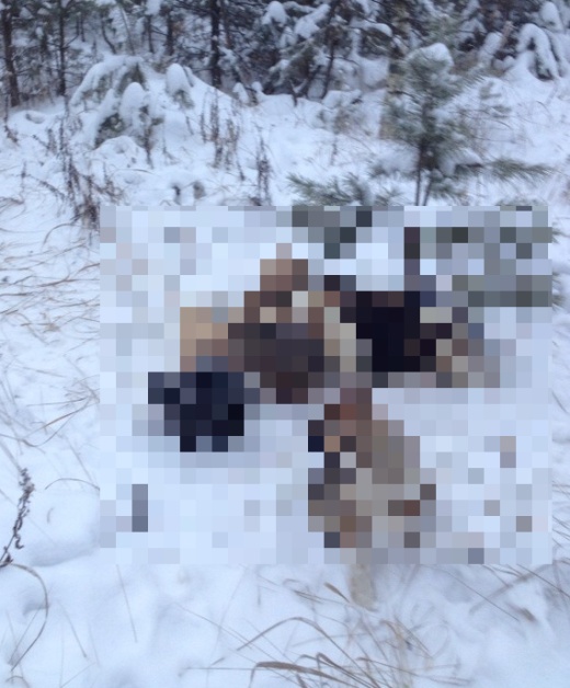 Неожиданная находка в лесу Неожиданная находка в лесу