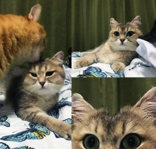 Прикольные картинки