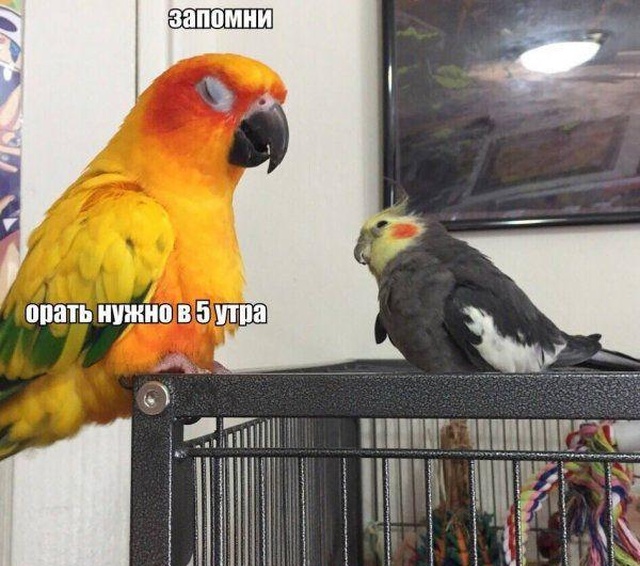 Прикольные картинки