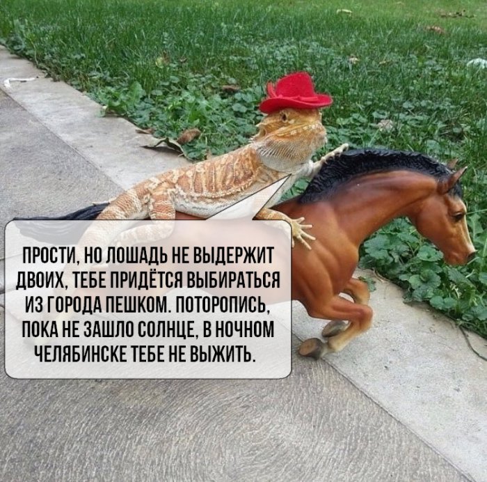 Забавные картинки