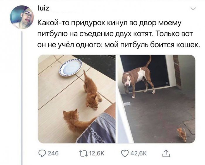 Забавные картинки