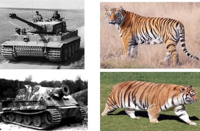 Забавные картинки