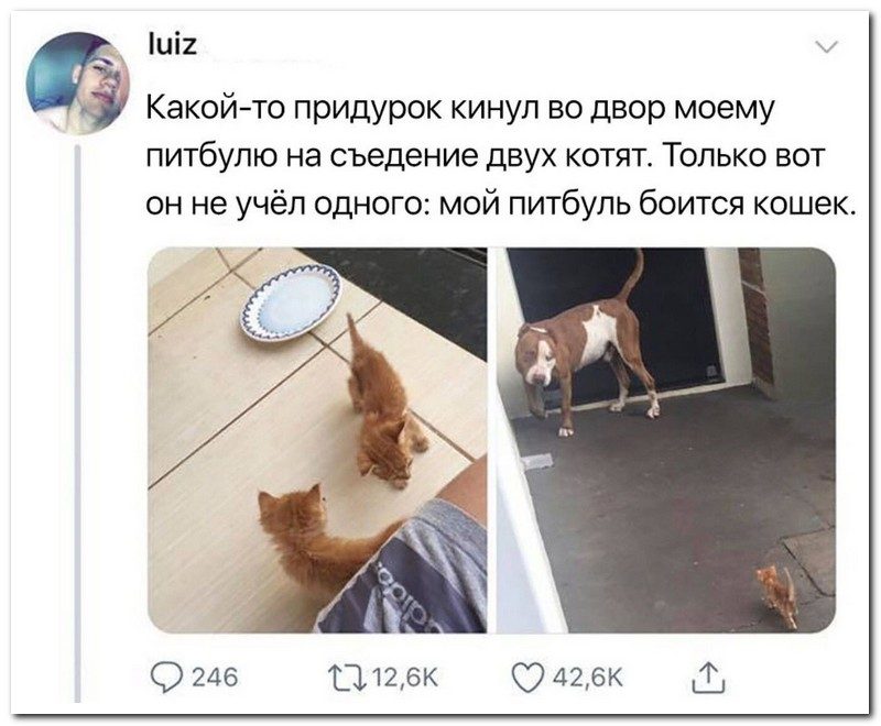 Забавные комментарии из социальных сетей