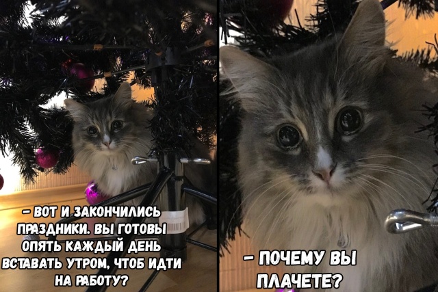 Праздничный юмор про долгие выходные