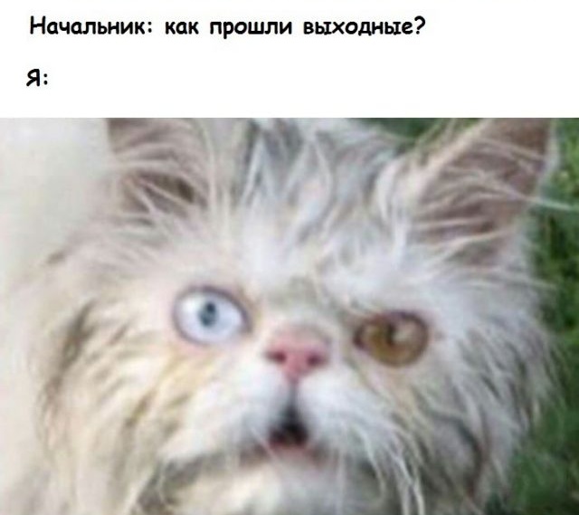 Праздничный юмор про долгие выходные