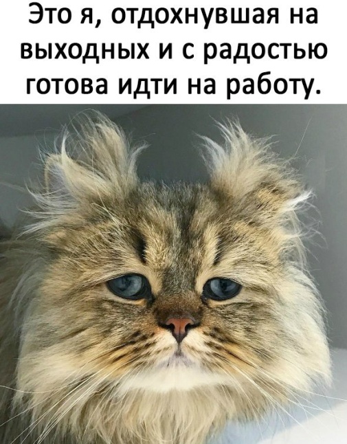 Праздничный юмор про долгие выходные