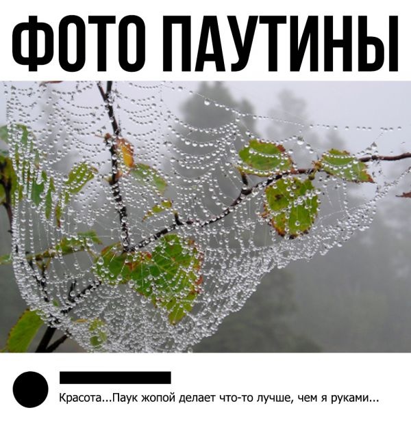Юмор и шутки из социальных сетей