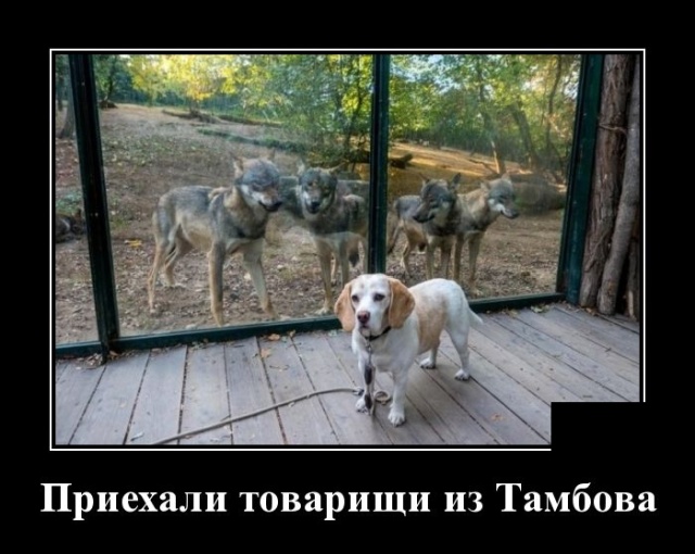 Демотиваторы