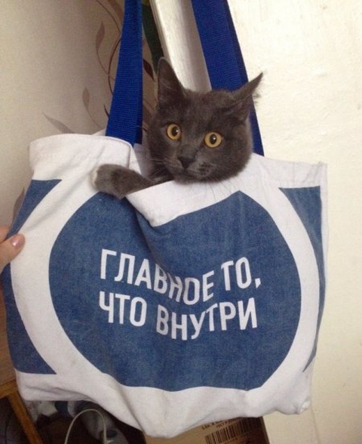 Прикольные картинки