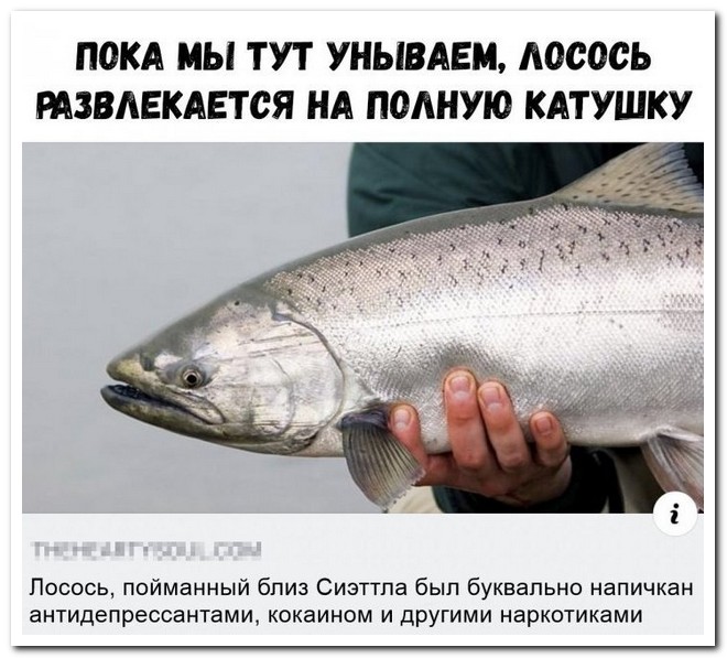 Забавные комментарии из социальных сетей