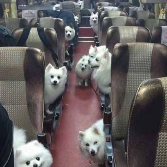 Прикольные картинки