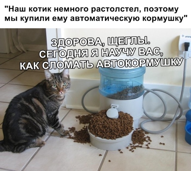 Прикольные картинки