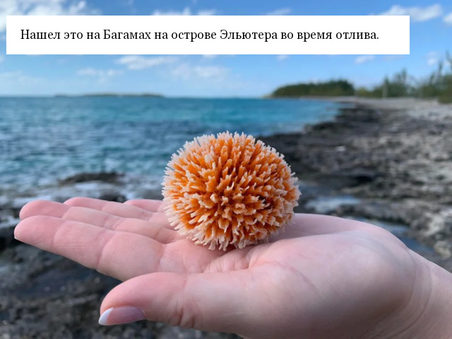 Люди задаются вопросом: "Что это такое?"