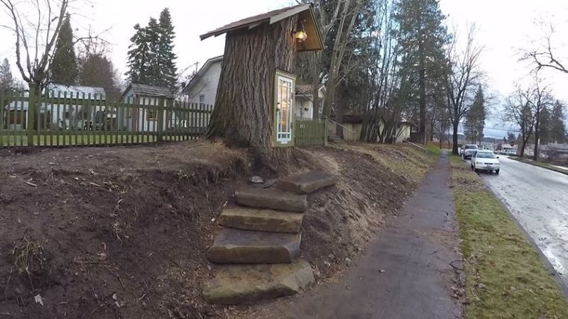 Библиотека в стволе старого сухого дерева