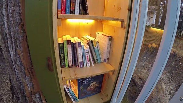Библиотека в стволе старого сухого дерева