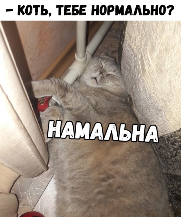 Прикольные картинки