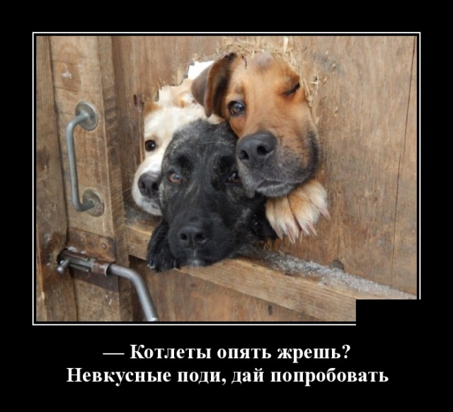 Демотиваторы