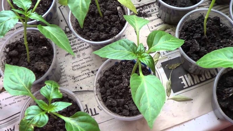 Восемь предметов советского быта, бесследно ушедшие из наших домов