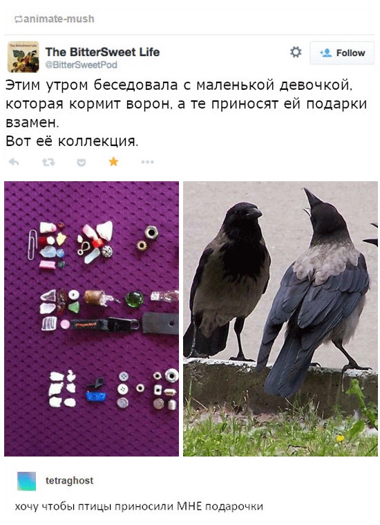Вороны, такие вороны...