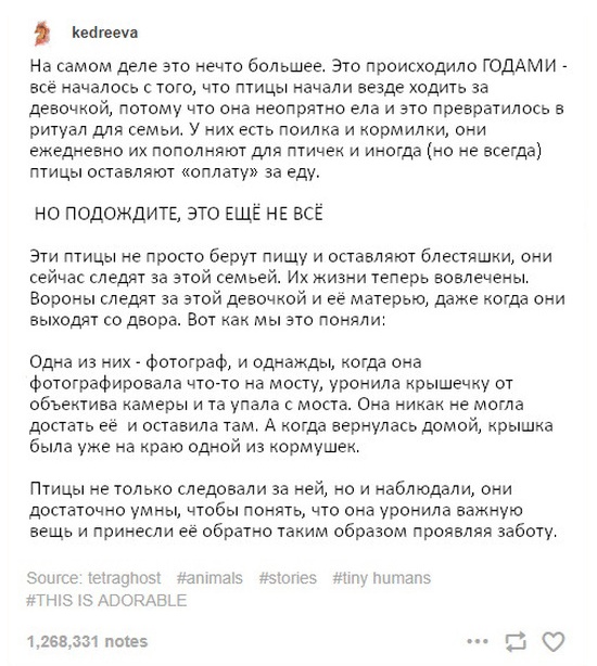 Вороны, такие вороны...