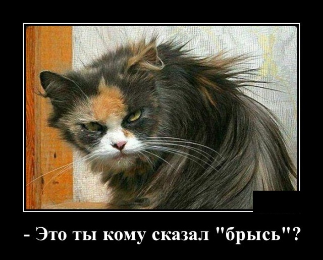Демотиваторы