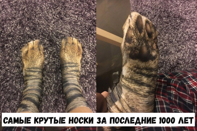 Прикольные картинки