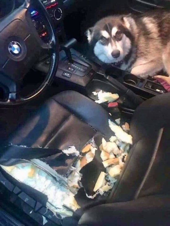 Прикольные картинки