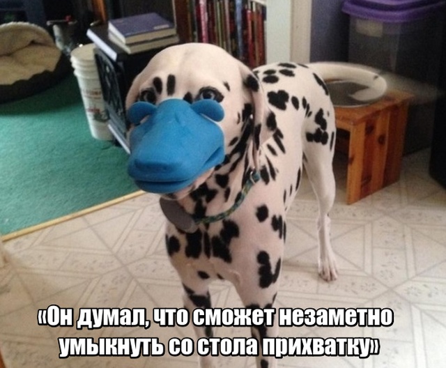 Прикольные картинки