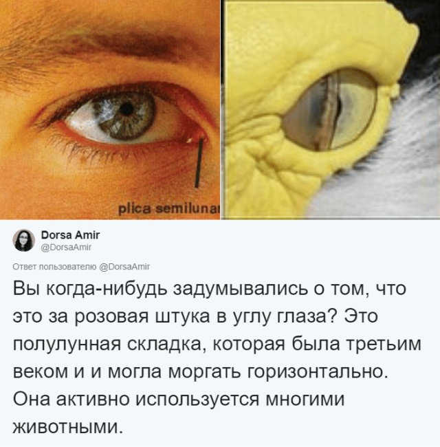 Какие органы в теле современного человека являются "лишними", и для чего они использовались ранее
