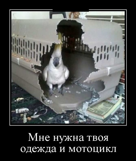 Демотиваторы