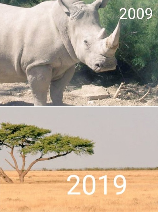 Экологические организации присоединились к 10YearChallenge