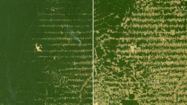 Экологические организации присоединились к 10YearChallenge