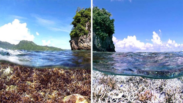 Фотографии от экологических организаций мира в стиле 10YearChallenge
