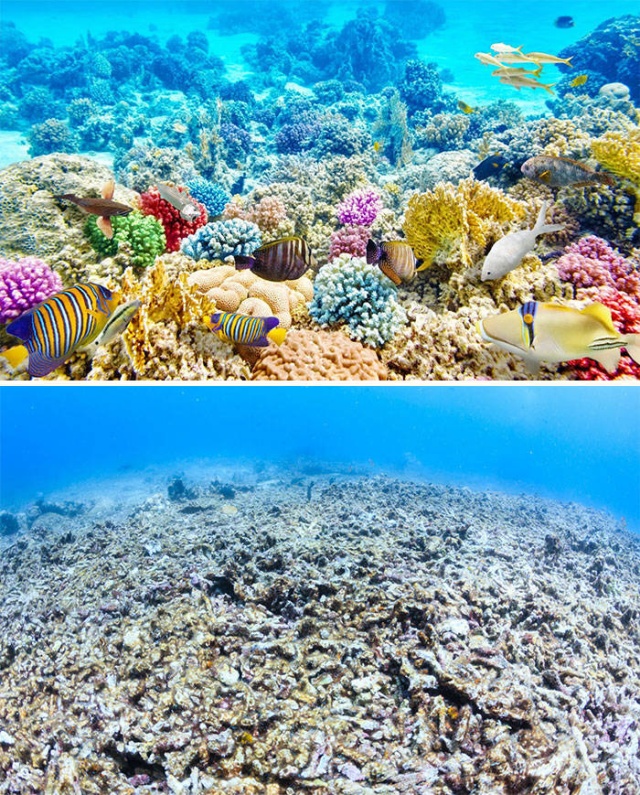 Фотографии от экологических организаций мира в стиле 10YearChallenge