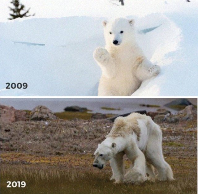 Фотографии от экологических организаций мира в стиле 10YearChallenge